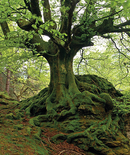 Buk lesní (Fagus sylvatica) je v evropských lesích zastoupen opravdu hojně, patří k nejčastěji vysazovaným listnatým stromům. Buk lesní (Fagus sylvatica) je v evropských lesích zastoupen opravdu hojně, patří k nejčastěji vysazovaným listnatým stromům.