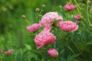 Paeonia lactiflora ´Lady Anna´