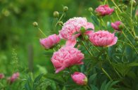 Paeonia lactiflora ´Lady Anna´