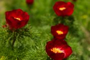 Paeonia tenuifolia