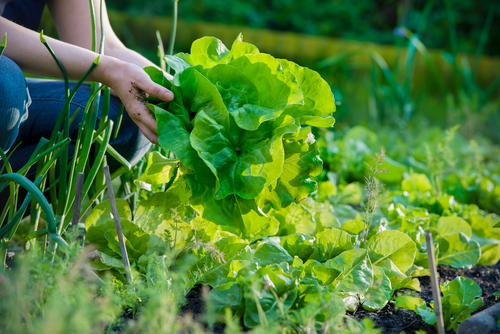 Zdravou sklizeň získáte i bez použití zahradní chemie.