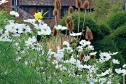 Jednoleté krásenky vnášejí do zahrady Great Dixter jemnou něžnost.