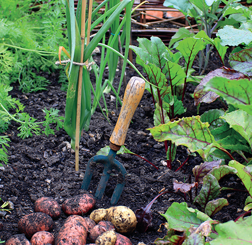 V permakulturní zahradě se na malé ploše často pěstuje i několik druhů zeleniny.