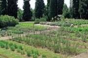 V zahradě léčivých rostlin najdete na 40 významných druhů používaných v léčitelství.