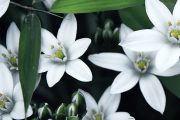 Domácí snědek nící (Ornithogalum nutans) není na pěstování nijak náročný.