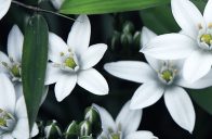 Domácí snědek nící (Ornithogalum nutans) není na pěstování nijak náročný.