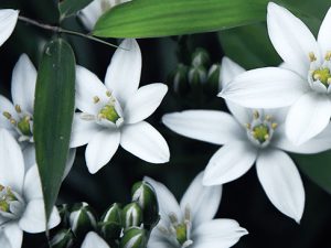 Domácí snědek nící (Ornithogalum nutans) není na pěstování nijak náročný.