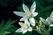 Hroznovitá bílá květenství dorůstají do výšky asi 30 centimetrů a rozkvétají koncem jara.