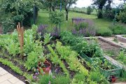 Na štěrkový záhon navazuje užitková část zahrady se zeleninou, angrešty a podsadbou šalvěje lékařské.