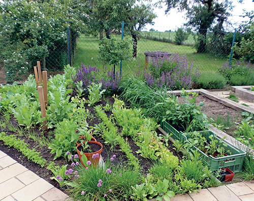 Na štěrkový záhon navazuje užitková část zahrady se zeleninou, angrešty a podsadbou šalvěje lékařské.