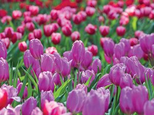 Tulipán je národní rostlinou Nizozemska i Turecka.