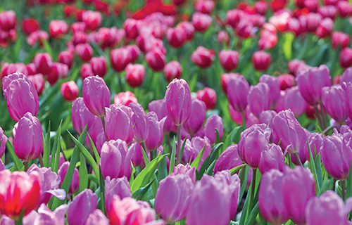 Tulipán je národní rostlinou Nizozemska i Turecka.