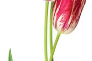 Tulipán má v Turecku odjakživa výsostné postavení.
