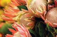 Právě proměnlivost byla hlavním důvodem, proč švédský botanik Carl von Linné jistou jihoafrickou rostlinu pojmenoval Protea.