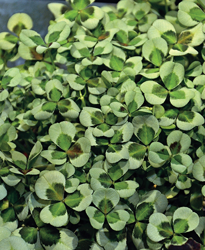Na obrázku je jetel plazivý (Trifolium repens) ’Leonore’, což ale není jediná odrůda okrasného jetele.