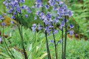 Za pozornost stojí třeba rostlina, která se nově označuje jako Hyacinthoides hispanica.