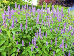 Agastache krásně doplní trvalkový záhon na slunci. Navíc voní po lékořici.