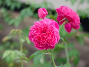 Růže damašská