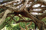 Královská botanická zahrada Peradeniya na ostrově Srí Lanka patří k nejvýznamnějším tropickým zahradám světa a všem milovníkům rostlin vezme dech.