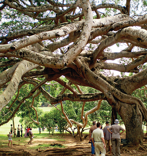 Královská botanická zahrada Peradeniya na ostrově Srí Lanka patří k nejvýznamnějším tropickým zahradám světa a všem milovníkům rostlin vezme dech.