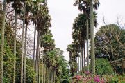 Celou botanickou zahradu protíná hlavní cesta Royal Palm Avenue.