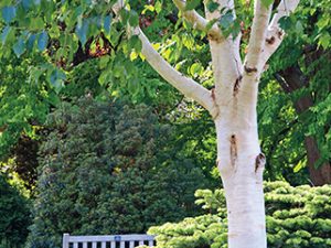 Bříza himálajská (Betula utilis var. jacquemontii) se vyznačuje krásně bílou a hladkou kůrou. Bývá právem považována za jednu z nejkrásnějších bříz vůbec.