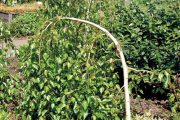 Betula utilis 'Long Trunk'