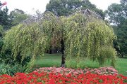 Jeden z nejoblíbenějších kultivarů břízy bělokoré (Betula pendula 'Youngii') vznikl v Anglii už v 19. století.