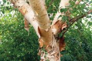 Betula costata