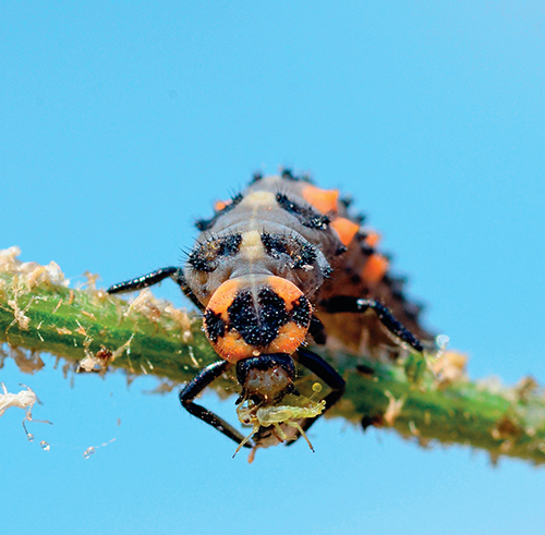 Přirození nepřátelé škůdců, například larvy slunéčka sedmitečného, jsou pro zahradu vždy šetrnější a zdravější než chemie.