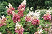 Poslední dobou se objevilo poměrně hodně nových odrůd hortenzie latnaté (Hydrangea paniculata). Jejich kultivarová jména jsou v některých případech stejně květnatá jako samotné rostliny, ale z řady těch nejhezčích vystupuje odrůda velice zvučného jména – něžná 'Pinky Winky'.