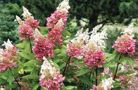 Poslední dobou se objevilo poměrně hodně nových odrůd hortenzie latnaté (Hydrangea paniculata). Jejich kultivarová jména jsou v některých případech stejně květnatá jako samotné rostliny, ale z řady těch nejhezčích vystupuje odrůda velice zvučného jména – něžná 'Pinky Winky'.