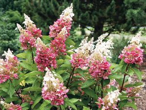 Poslední dobou se objevilo poměrně hodně nových odrůd hortenzie latnaté (Hydrangea paniculata). Jejich kultivarová jména jsou v některých případech stejně květnatá jako samotné rostliny, ale z řady těch nejhezčích vystupuje odrůda velice zvučného jména – něžná 'Pinky Winky'.