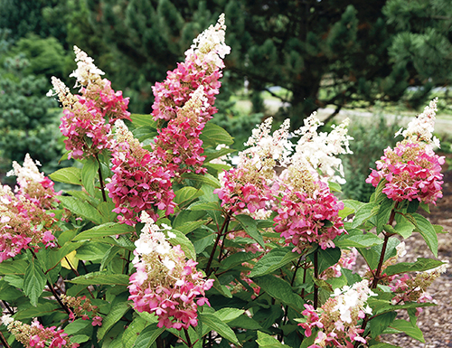 Poslední dobou se objevilo poměrně hodně nových odrůd hortenzie latnaté (Hydrangea paniculata). Jejich kultivarová jména jsou v některých případech stejně květnatá jako samotné rostliny, ale z řady těch nejhezčích vystupuje odrůda velice zvučného jména – něžná 'Pinky Winky'. Poslední dobou se objevilo poměrně hodně nových odrůd hortenzie latnaté (Hydrangea paniculata). Jejich kultivarová jména jsou v některých případech stejně květnatá jako samotné rostliny, ale z řady těch nejhezčích vystupuje odrůda velice zvučného jména – něžná 'Pinky Winky'.