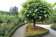 Katalpa trubačovitá (Catalpa bignonioides) 'Nana' je oblíbeným stromem pro malé zahrady. Označení nana se vyplatí si zapamatovat, protože vyjadřuje, že rostlina, které patří, je malá až zakrslá.