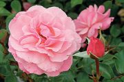 Růže 'Sexy Rexy' má růžové květy jako desítky či stovky dalších odrůd. Díky poněkud neobvyklému jménu ale na sebe upozorňuje více než jiné růže stejné barvy.