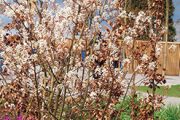 V jarním období rozkvétají jemné květy keře Amelanchier lamarckii, na nichž se už v červnu vyvinou jedlé a chutné plody. Správné české jméno tohoto keře je muchovník, což způsobilo, že se pro něj vymýšlejí nová, sice hezčí, ale zavádějící jména.