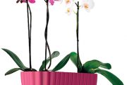 Truhlíky pro orchideje
