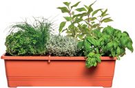 Pro pěstování na menším balkoně nebo dokonce parapetu se hodí úzký truhlík Bergamot