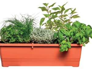 Pro pěstování na menším balkoně nebo dokonce parapetu se hodí úzký truhlík Bergamot