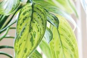 Aglaonema