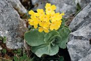 Primula auricula