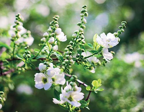 Bohatě kvetoucí keře, jako je třeba hroznovec, jsou nezbytnou součástí romanticky laděných zahrad.