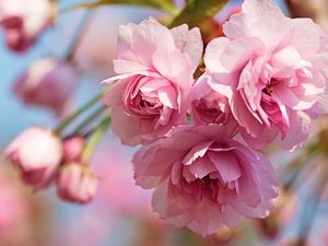 Sladce růžové květy typického střapatého tvaru se na jaře stávají předmětem skutečného sakurového turismu.
