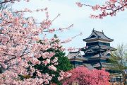 Sakura je v řeči botaniků třešeň pilovitá, tedy Prunus serrulata, a řadí se do čeledi růžovitých.
