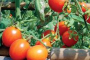 Nejchoulostivějším zeleninovým druhem je ten nejoblíbenější – rajčata.