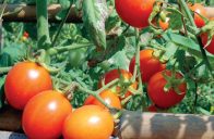 Nejchoulostivějším zeleninovým druhem je ten nejoblíbenější – rajčata.