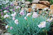 Kromě oblíbených hvozdíků bradatých (Dianthus barbatus), které je potřeba opětovně vysévat (jde o dvouletky), se na zahradě uplatní i další druhy.