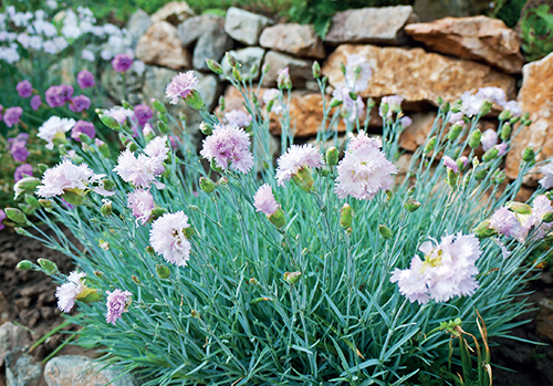 Kromě oblíbených hvozdíků bradatých (Dianthus barbatus), které je potřeba opětovně vysévat (jde o dvouletky), se na zahradě uplatní i další druhy.