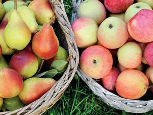 Letní jablka a hrušky se sklízejí ve srovnání s odrůdami určenými pro dlouhodobé skladování velice brzy – jejich vegetační doba je kratší až o tři měsíce.